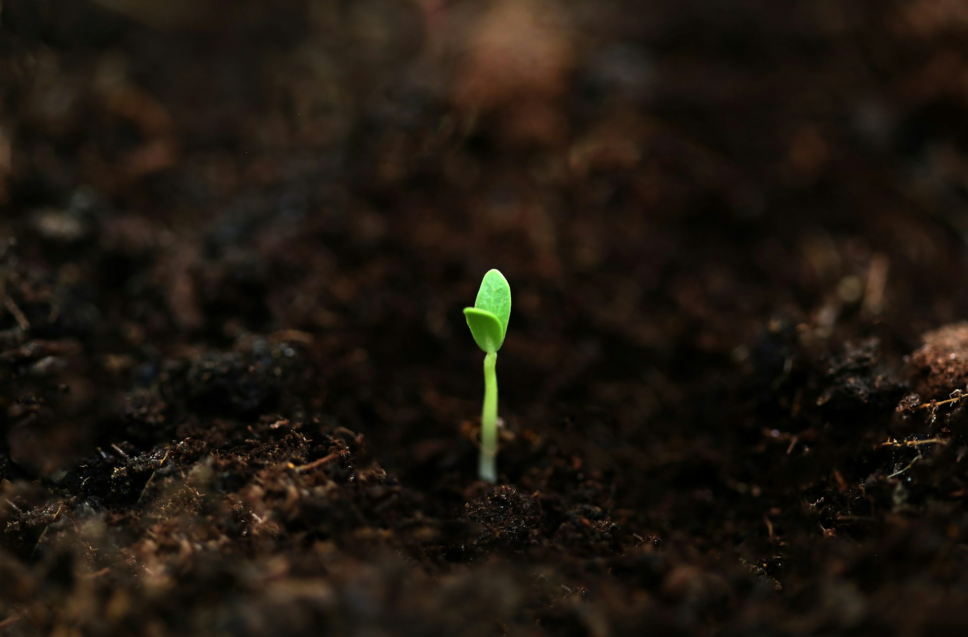 A small green seedling sprouting from dark soil.